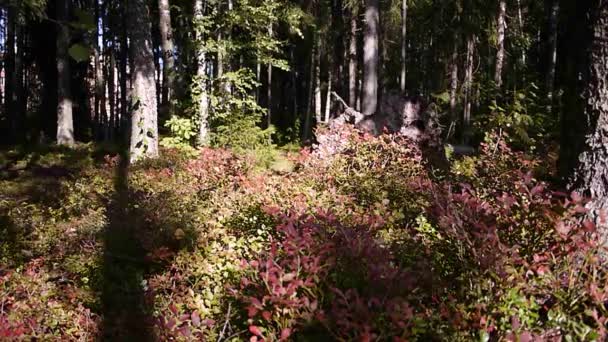 Cranberries Grow Sunny Forest — Stock Video