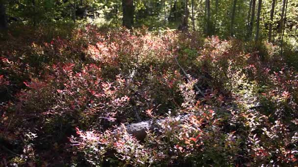 Tranbär Växer Solig Skog — Stockvideo