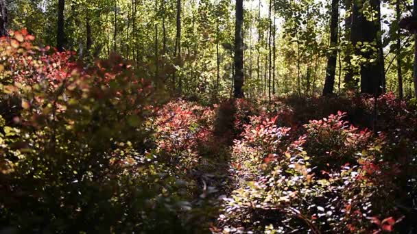 Bosque Soleado Verano Detalles Primer Plano — Vídeos de Stock
