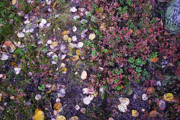 Feuilles Colorées Dans Forêt Automne — Photo