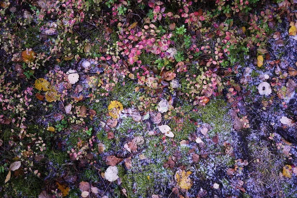 Première Neige Forêt Automne — Photo