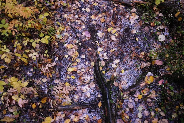 秋の森で最初の雪 — ストック写真