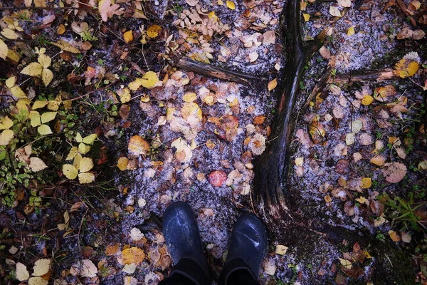 Прогулка Осеннему Лесу — стоковое фото