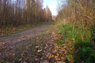 Sonbahar ormanlarında yol