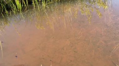 Kurbağa yavruları gölde yüzer.