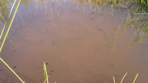 Los Renacuajos Nadan Lago — Vídeos de Stock