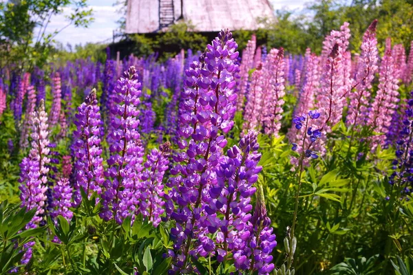 Uma Flor Lupin Floresceu Campo — Fotografia de Stock