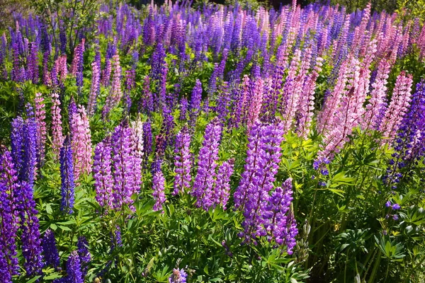 Tarlada Bir Lupin Çiçeği Açtı — Stok fotoğraf