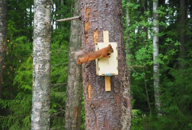 Sincap ormanda beslenir.