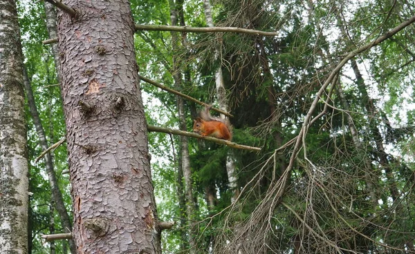 Σκίουρος Τρέφεται Στο Δάσος — Φωτογραφία Αρχείου
