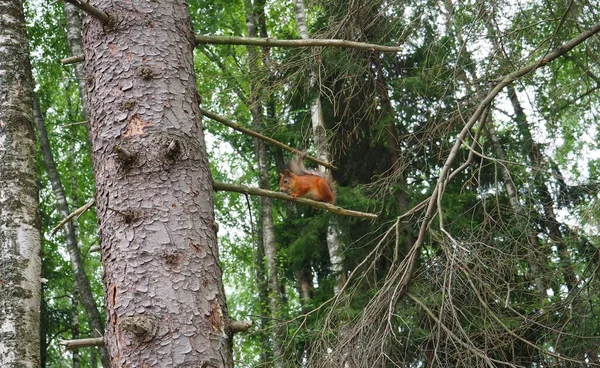 Eekhoorn Voedt Zich Het Bos — Stockfoto