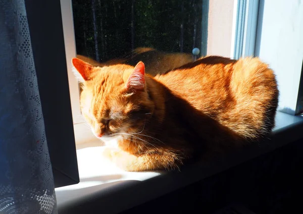 Chat Rouge Dormant Sur Fenêtre — Photo