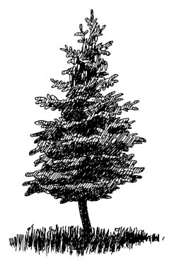 Vektör siyah ve beyaz köknar ağacı gün ışığında çim