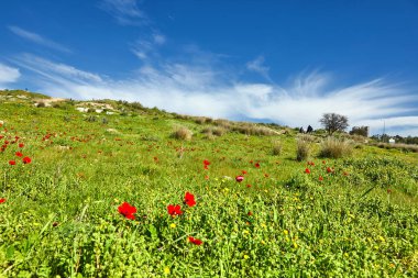 Mavi gökyüzü karşı bir yeşil alan üzerinde kırmızı haşhaş