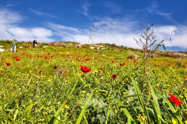 Mavi gökyüzü karşı bir yeşil alan üzerinde kırmızı haşhaş