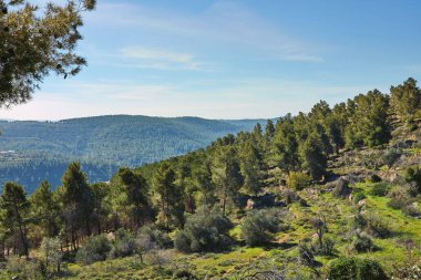 Orman Sataf batısında Kudüs İsrail. Yürüyüş ve doğa, güzel bir alana. 