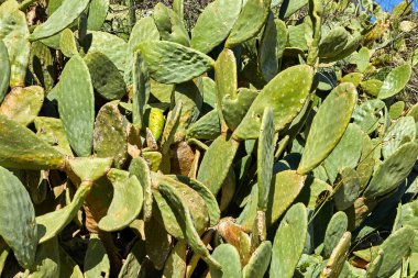 Orman Sataf Kudüs. Büyüyen kaktüsler arka plan doku.