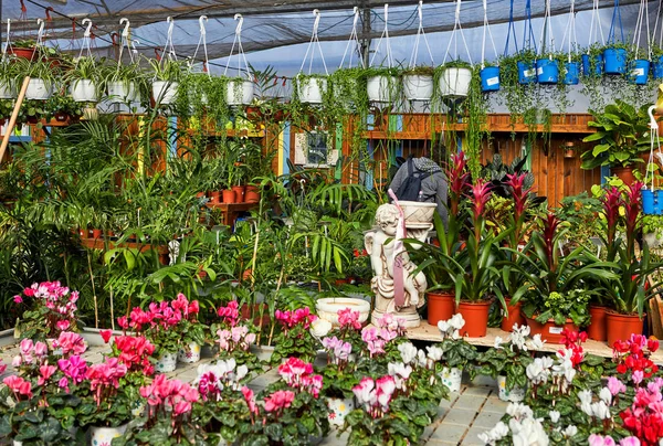 Flowers and indoor plants in the greenhouse in winter. Beautiful colorful.