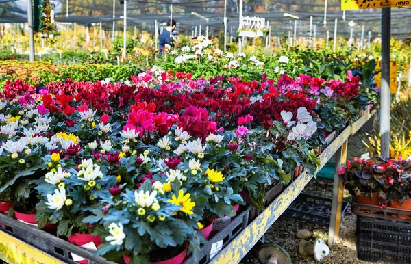 Flowers and indoor plants in the greenhouse in winter. Beautiful colorful.