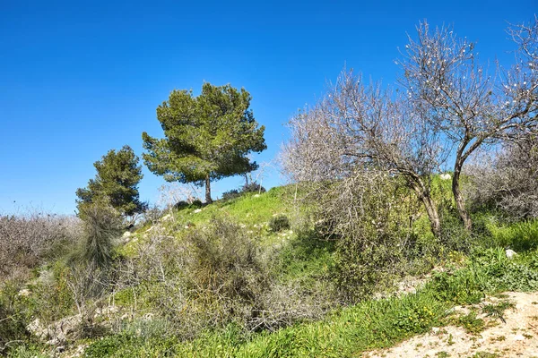 Bosque Sataf Oeste Jerusalén Israel Una Hermosa Zona Senderismo Disfrutar — Foto de Stock