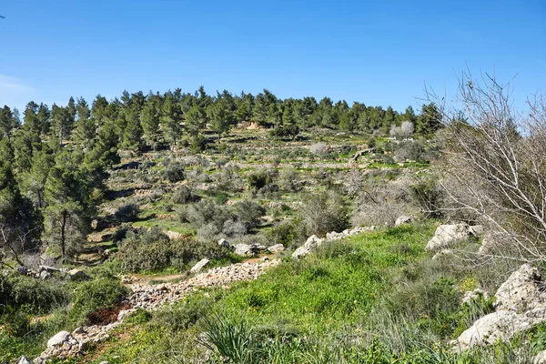 Bosque Sataf Oeste Jerusalén Israel Una Hermosa Zona Senderismo Disfrutar — Foto de Stock