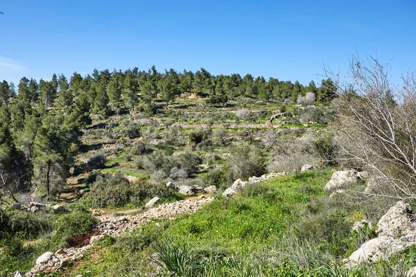 Sataf Wald Westlich Von Jerusalem Israel Eine Schöne Gegend Zum — Stockfoto