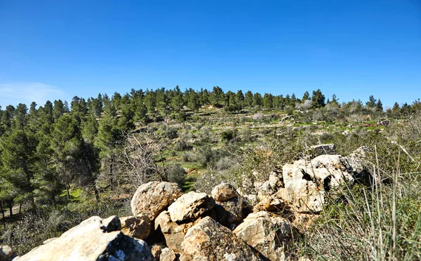 Sataf Wald Westlich Von Jerusalem Israel Eine Schöne Gegend Zum — Stockfoto