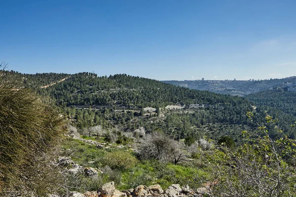 Bosque Sataf Oeste Jerusalén Israel Una Hermosa Zona Senderismo Disfrutar — Foto de Stock