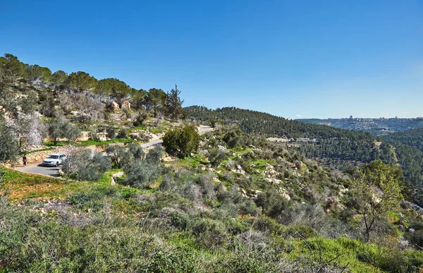 Bosque Sataf Oeste Jerusalén Israel Una Hermosa Zona Senderismo Disfrutar — Foto de Stock