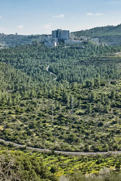 Orman Sataf batısında Kudüs İsrail. Yürüyüş ve doğa, güzel bir alana. 