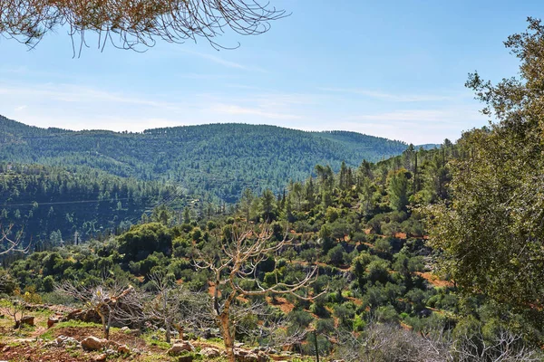 Bosque Sataf Oeste Jerusalén Israel Una Hermosa Zona Senderismo Disfrutar — Foto de Stock