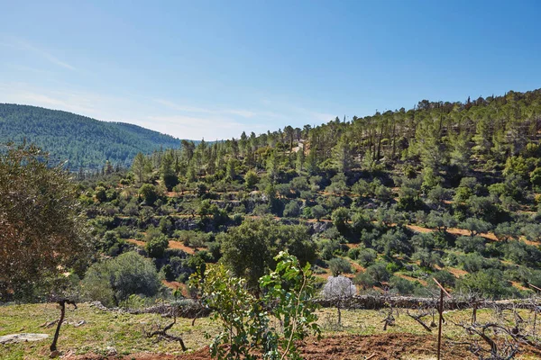 Bosque Sataf Oeste Jerusalén Israel Una Hermosa Zona Senderismo Disfrutar — Foto de Stock