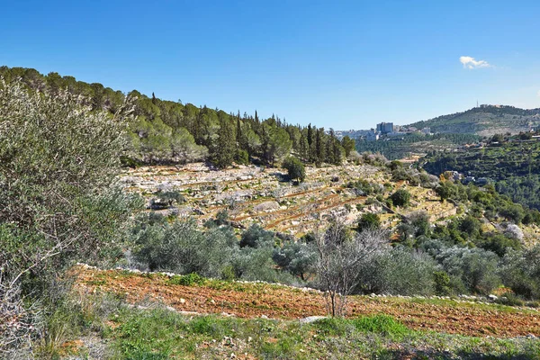 Sataf Wald Westlich Von Jerusalem Israel Eine Schöne Gegend Zum — Stockfoto