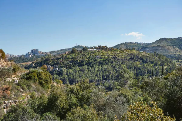 Orman Sataf batısında Kudüs İsrail. Yürüyüş ve doğa, güzel bir alana. 