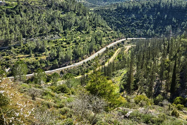 Bosque Sataf Oeste Jerusalén Israel Una Hermosa Zona Senderismo Disfrutar — Foto de Stock