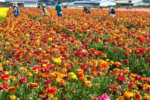 Virágzó Vadvirágok Buttercups Piros Sárga Rózsaszín Fehér Narancs Egy Kibucban — Stock Fotó