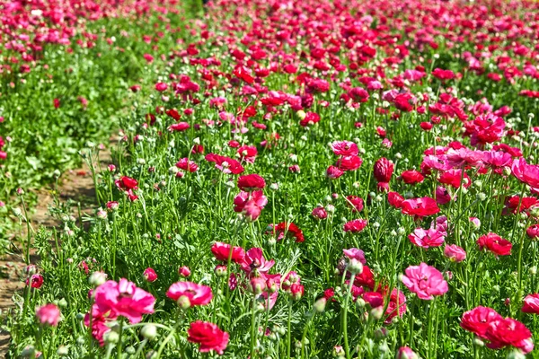 Les Fleurs Sauvages Fleurs Sont Des Boutons Rouges Jaunes Roses — Photo