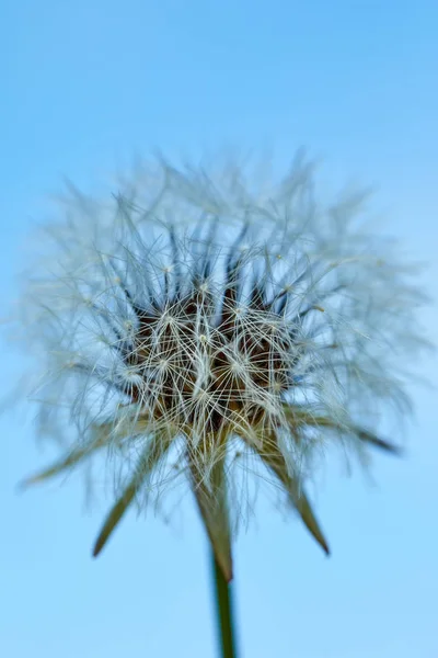 Цветущий одуванчик в природе против голубого неба . — стоковое фото