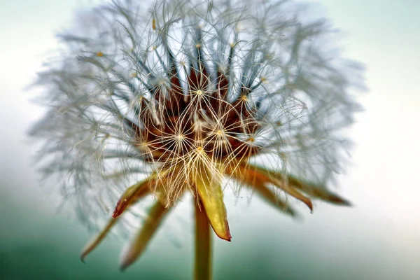 Цветущая одуванчик в природе растет из зеленой травы . — стоковое фото