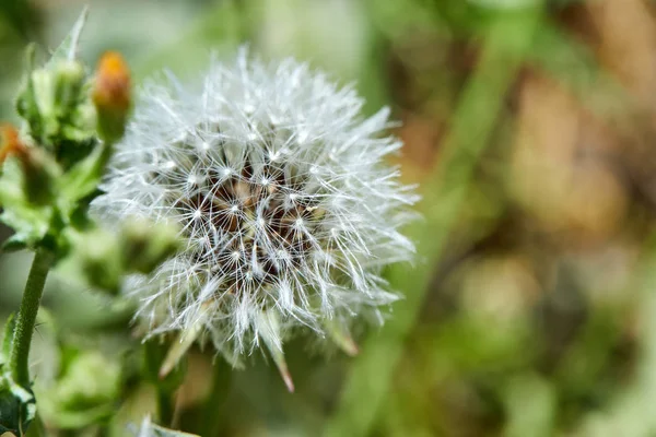 Bloomed dandelion in nature grows from green grass.