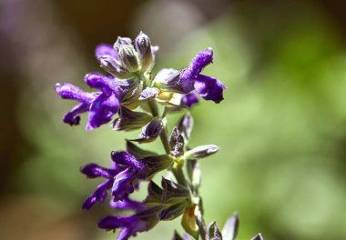 Bir parkta mor çiçekler, makro.