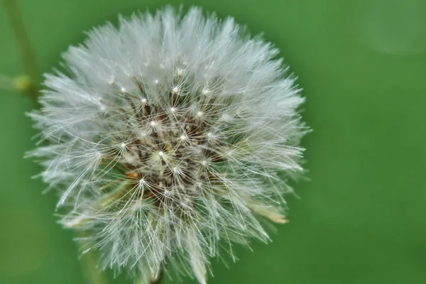 Bloomed dandelion in nature grows from green grass.