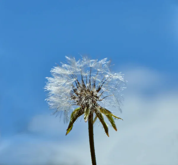 Цветущий одуванчик в природе против голубого неба . — стоковое фото