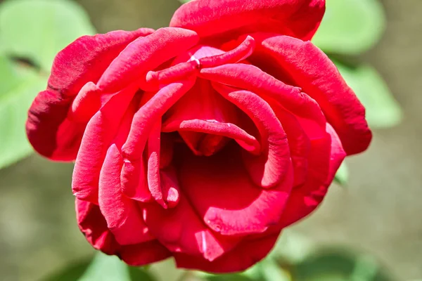 빨간 성장 꽃 - 공원에서 화단에 장미. — 스톡 사진