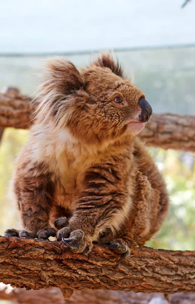 Exotische dieren-Koala — Stockfoto