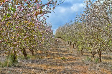 Kırsal alanda çiçekli badem ağaçları