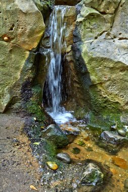 Nehir ile tropikal orman.