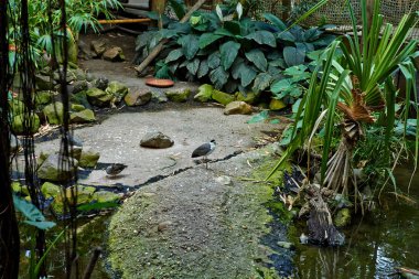 Nehir ile tropikal orman.