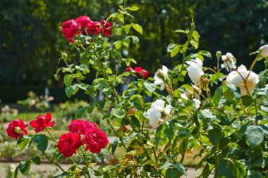 De Haar Kalesi Bahçesi