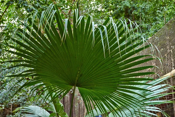 Folhas verdes tropicais — Fotografia de Stock